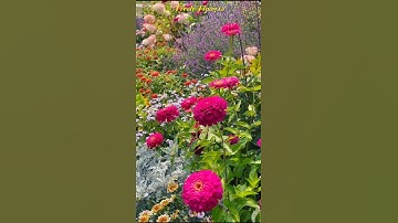 how to grow zinnias from seed.🌹| #flowers #nature #shortsfeed #shortvideo