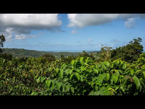 El Portal del Bosque Nacional El Yunque reabre sus puertas al público