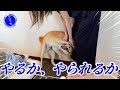週末の朝、負けられない戦いがある【豆柴ころた】