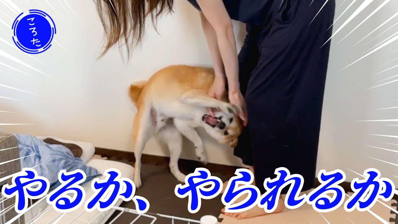 週末の朝、負けられない戦いがある【豆柴ころた】