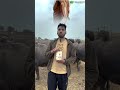Protein Shake लेकर अपनी सेहत तो नहीं बर्बाद कर रहे! #organicbite