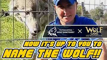 WOLF GAME x Tsitsikamma Wolf Sanctuary, Come and Name the Wolf!!