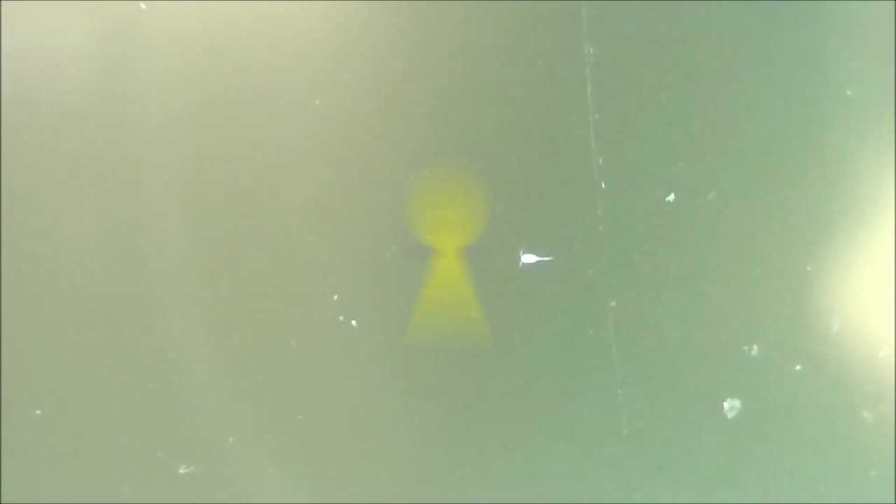 Hüpferling im Brackwasser ( Amanolarvenzuchtbecken ) HD