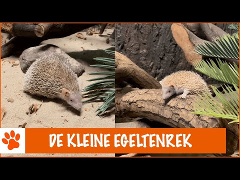 Dit is eigenlijk helemaal geen egel! | DierenpraatTV