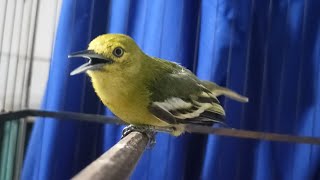 Tes Mental!..Sirtu bermental baik pasti akan langsung ikut emosi dan gacor.