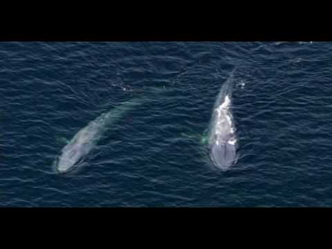 Blue Whale - the largest animal ever to have existed