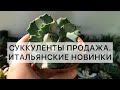 Итальянские новинки. Продажа суккулентов. Немного кактусов 🤗 Отправка почтой