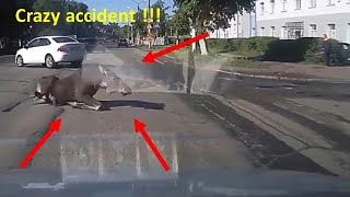 Dash Cam Compilation Russia | Unbelievable crash with a animal     😱😱