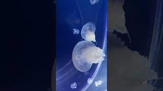 Jellyfish 4