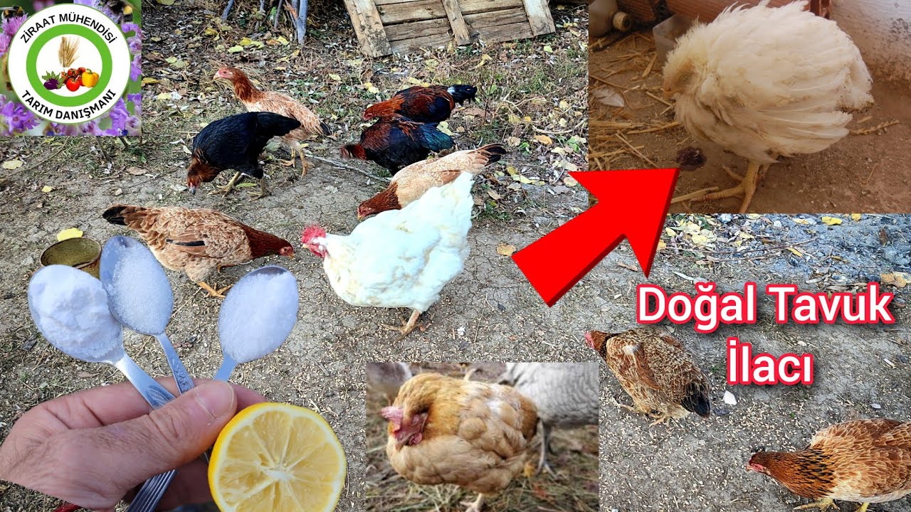 Tavuk Hastalığına Son🐔Ev Yapımı Doğal Tavuk İlacı Kürü Nasıl Yapılır🐔Tavukları Kuş Gribinden Koruyun