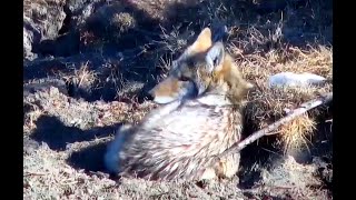 Coyote.  Explore org 03 October 2020