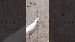 Feral Pigeon Brain Blown Out | Sky Rat Pest Control