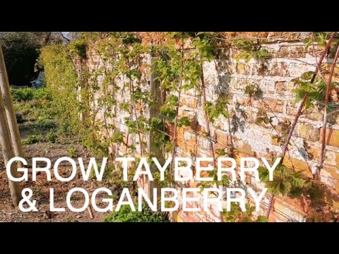 Vídeo: Cura de les plantes de Loganberry - Consells per cultivar Loganberries als jardins