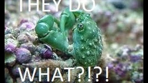 Everything you Need to know about Emerald crabs