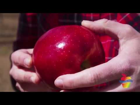 Video: Variety of Krim-epler: beskrivelse og bilde