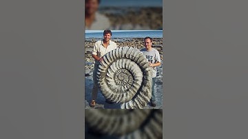 Waht is Fossils And Ammonite ? | Janmejay Films