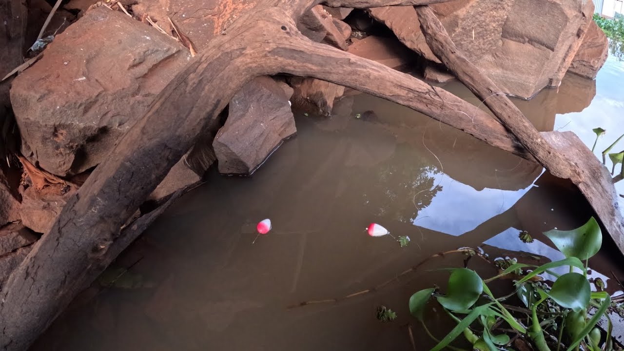 Pescaria Raiz no Rio turvo de repente os maiores encostaram sistema bóia e bambu