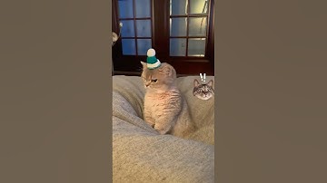 những tình huống hài hước của thú cưng 41