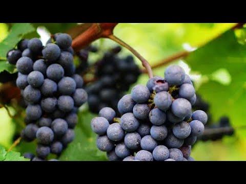 Секрет здоровья от виноградной лозы: Виноградные косточки борются с воспалением в организме!