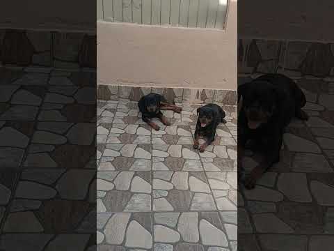 الروت وايلر اشرس كلب