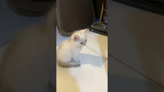 Time Lapse Of Kitty Playing