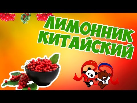 Декоративные лианы 🌱 Как вырастить ЛИМОННИК КИТАЙСКИЙ? Обзор от HitsadTV сад огород