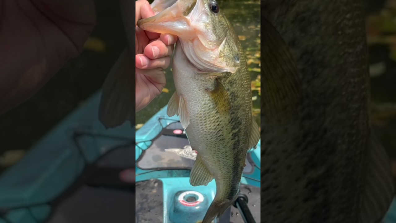 Catching Big Bass From A Kayak!