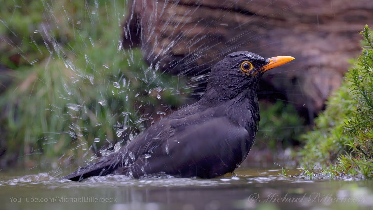 Common Blackbird taking a bath [1]