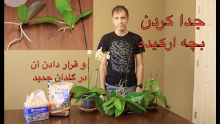 تکثیر گل ارکیده - جدا کردن بچه ارکیده و کاشتن آن در گلدان جدا