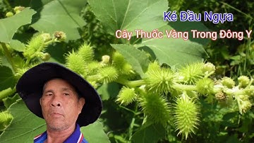 Ké Đầu Ngựa Cây Thuốc Vàng Trong Đông Y, Trị Bướu Cổ, Sỏi Thận, Viêm Tiết Niệu
