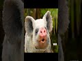 Pigs live at island? #discoverph #animals #wildlife #pig #story #truestories #facts #island