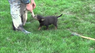 Mordant chiot Beauceron Enji/Chok 30.12.2012.wmv