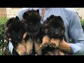 German shepherd long curted puppies feed  information available 0311 1992890 whatsapp