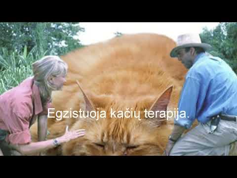 Video: Kas Yra šio Namo Galva. Kaip Katė Tave Valdo