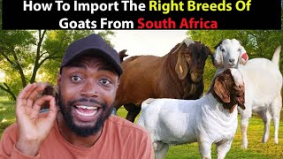 Goat Farming In Africa| How To Import  Boer, Savanna and Kalahari Goats From South Africa