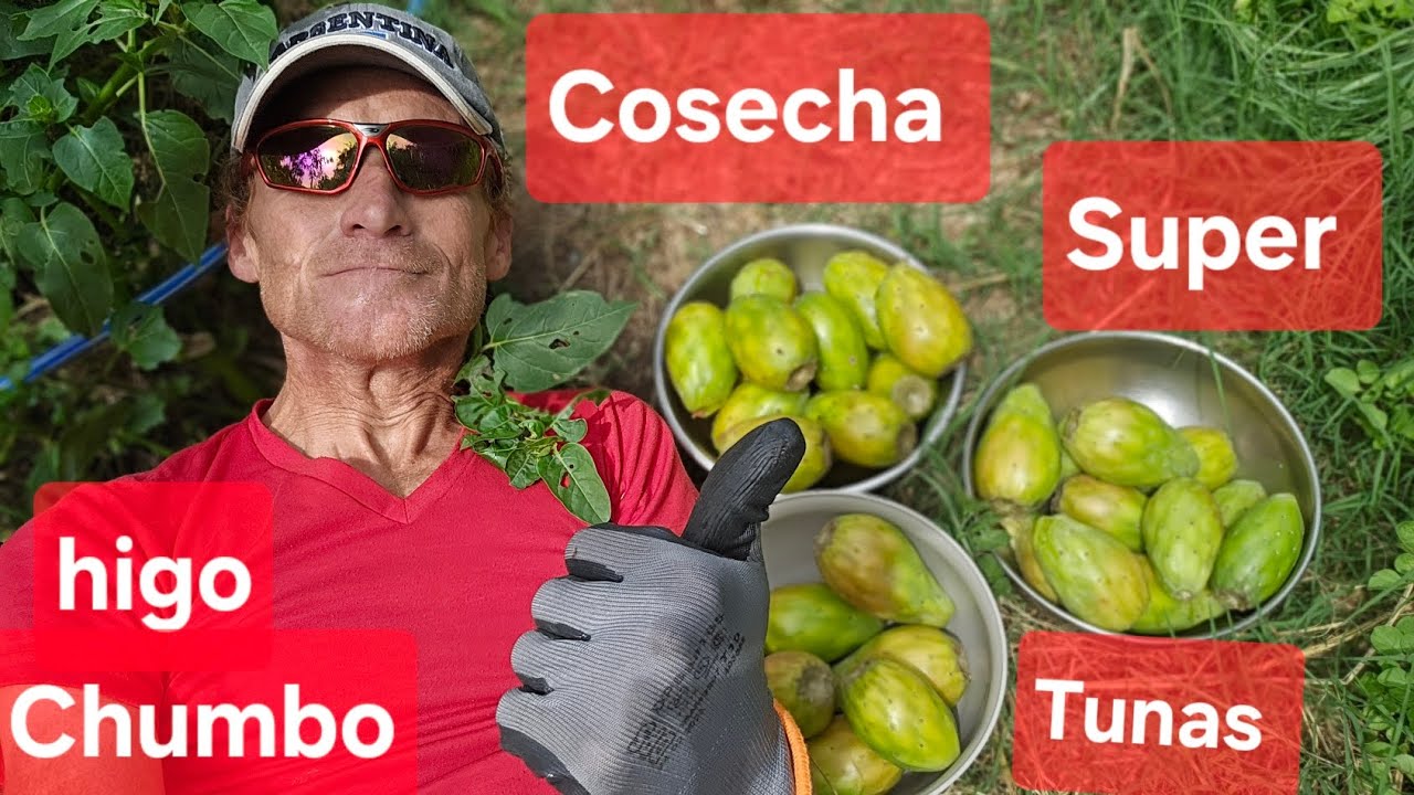 Higo chumbo, tunas, orgánicas. Cosecha. 