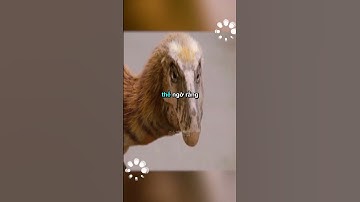 Rùa ra biển #shorts #khamphavohan