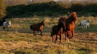 The Running of the Horses (Cascadia and Little Hooves) Suffolk Punch, Caspians, and Minis - OH MY!