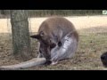 Maman kangourou fait la toilette à son bébé