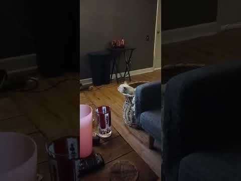 My Backup Mechanic Is Learning Mechanic Cat Car Fabrication Relaxing Catbasket Funny Cats