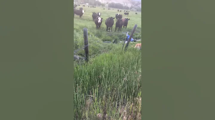 amy singing to cows June 20 2017
