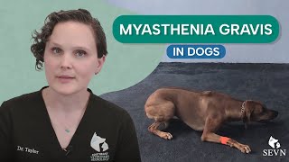 Myasthenia Gravis in Dogs