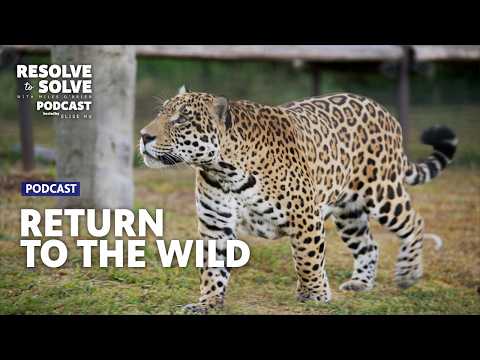 How Do Top Predators Fix an Ecosystem?