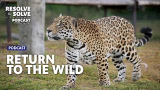 How Do Top Predators Fix an Ecosystem?
Miles reflects on the once in a lifetime experience of touching a sedated jaguar in Argentina. Her name was Acai, and she was part of Tomkins Conservation’s ongoing efforts to reintroduce jaguars to the Iberá Wetlands, where they are locally extinct. He dives into the rewilding efforts of South Africa, which set the standard for the work that Rewilding Argentina is doing now.
Watch the episode Elise and Miles are discussing: https://azpbs.org/resolvetosolve
Explore more solutions and the people behind them: https://www.youtube.com/playlist?list=PLRGgMm6Qir_g
Connect with us:
Sign up for Arizona PBS newsletters: https://azpbs.org/newsletter-signup
Arizona PBS on Instagram: https://www.instagram.com/arizonapbs
Arizona PBS on Facebook: https://www.facebook.com/arizonapbs
Support our work: https://azpbs.org/donatenow
Resolve to Solve with Miles OBrien is made possible in part by support provided by Sue Hart-Wadley and Searle Wadley. Additional support from Jerry Cox. How Do Top Predators Fix an Ecosystem?