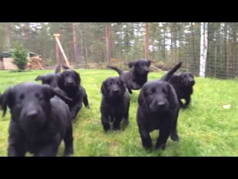 Flatcoated Retriever Puppies Youtube