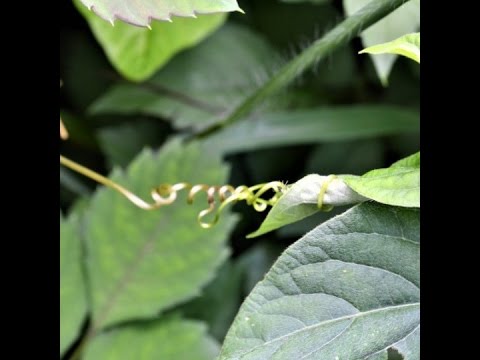 science jobs london Vines have a sense of taste