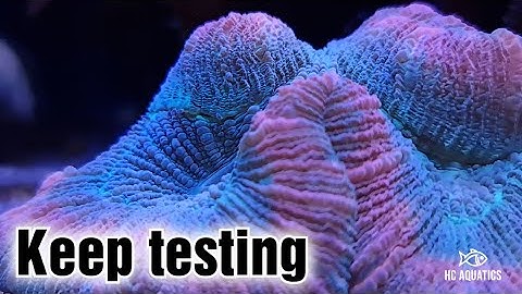 Testing strontium and the benefits of dosing trace elements@HC Aquatics Reefing