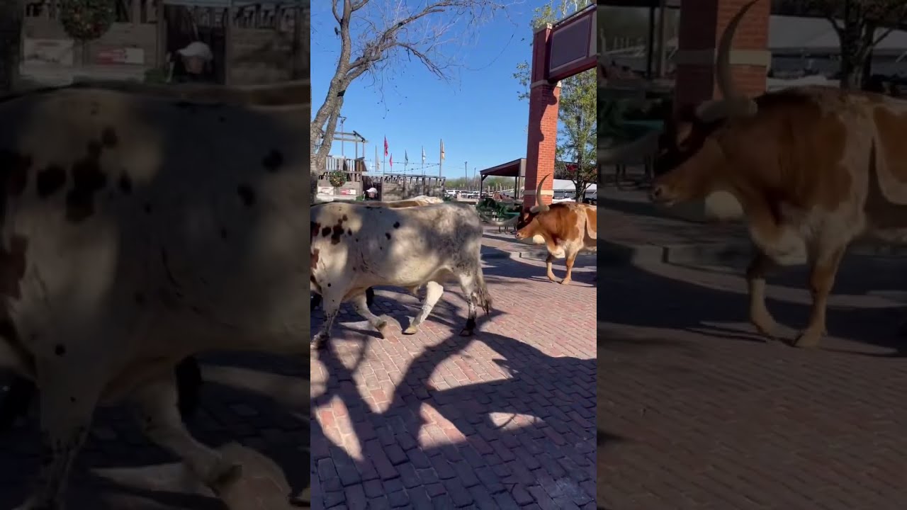 Texas Longhorns At The Stockyard In Ft Worth 