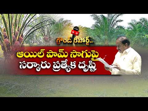 తెలంగాణలో ఆయిల్ పామ్‌కు సర్కారు ప్రోత్సాహం || ETV Ground Report