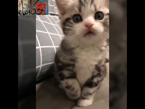 لماذا يقال على القطط بسبع أرواح